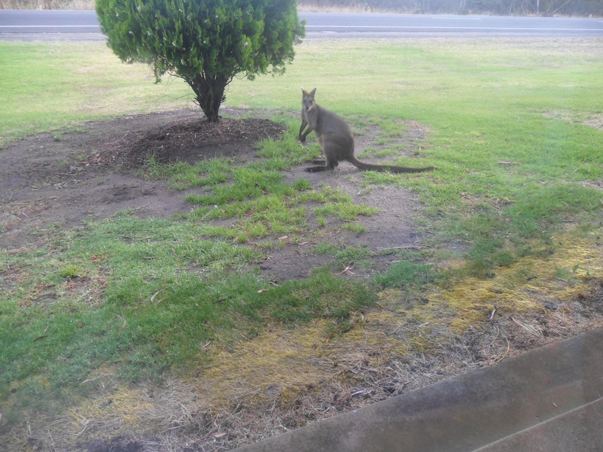 丁布拉汽车旅馆 Dimboola 外观 照片